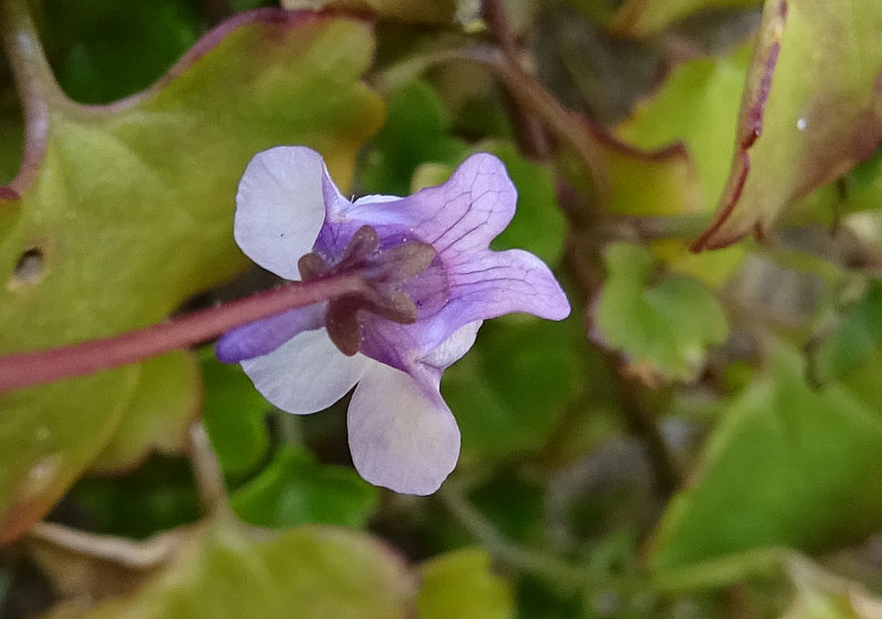 Cymbalaria muralis subsp. muralis - Plantaginaceae (Veronicaceae)